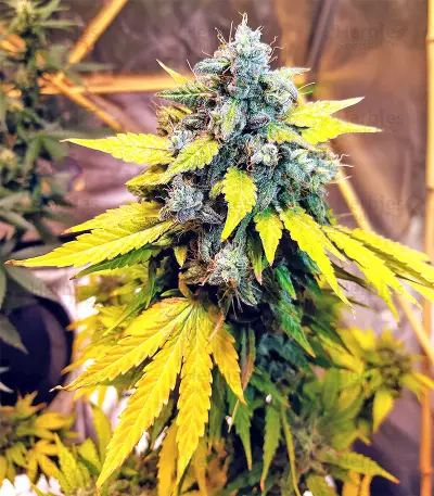 Sticky Fingers Autoflower (Seedstockers) Cannabis-Samen