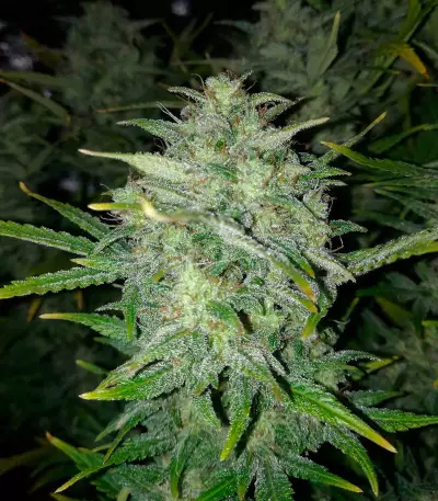 Super Critical Auto (GHS) Cannabis-Samen