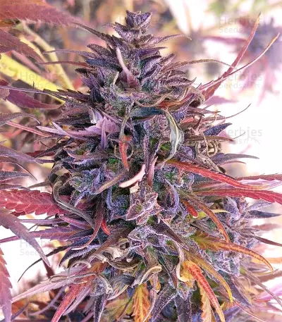 Thai Chi (Ace Seeds) Cannabis-Samen