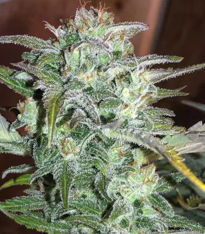 White Crystal Meth Auto strain