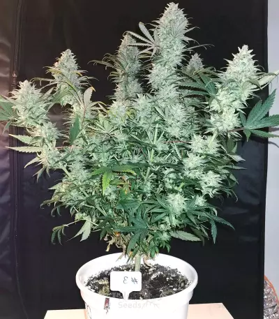 Amnesia Lemon Kush (Original Sensible Seeds) Cannabis-Samen