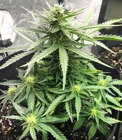 Auto Gelato (Female Seeds) Cannabis-Samen
