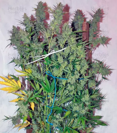 Auto Wappa (Paradise Seeds) Cannabis-Samen