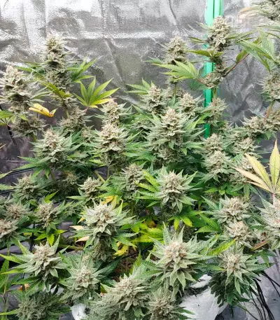 Banana Bomb (Bomb Seeds) Cannabis-Samen