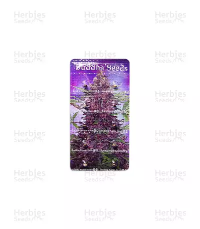 Buddha Purple Kush Auto (Buddha Seeds) Cannabis-Samen