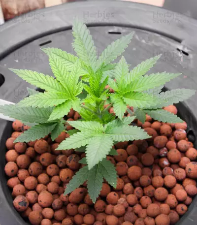 Californian Gold (Paradise Seeds) Cannabis-Samen