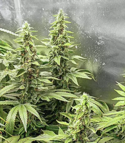 Critical Amnesia feminisierte Samen (AlphaFem Seeds)