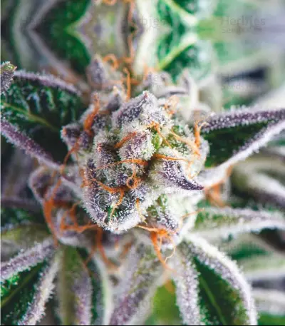 Do-Si-Dos (Pyramid Seeds) Cannabis-Samen