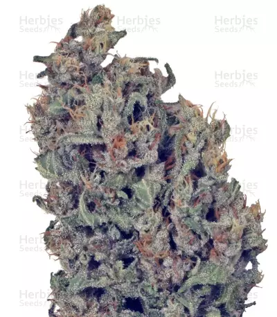 Dutch Cheese (Dutch Passion) Cannabis-Samen