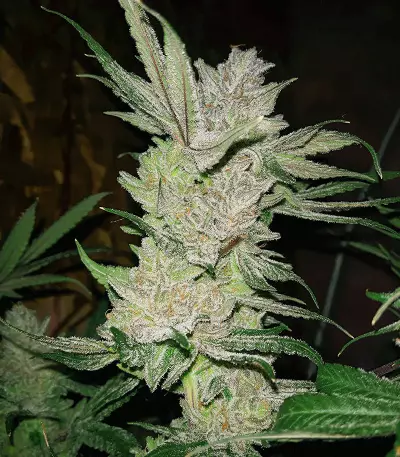 Eleven Roses Early Version feminisierte Samen (Delicious Seeds)