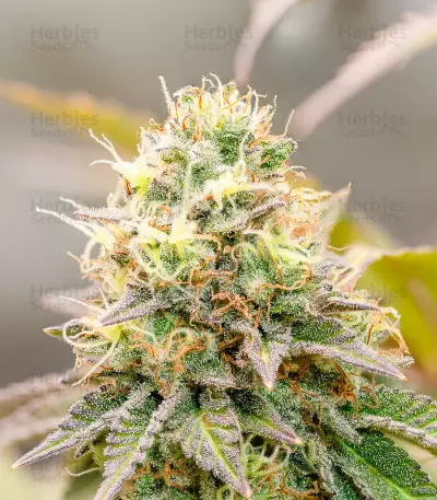 Girl Scout Cookies feminisierte Samen (Barney’s Farm)