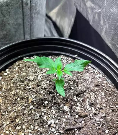Girl Scout Cookies (Blackskull Seeds) Cannabis-Samen