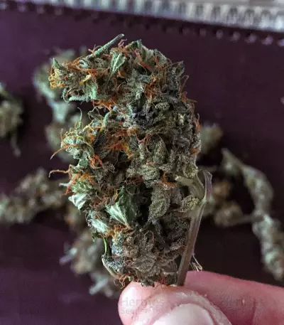 Glue Gelato Auto (Barney's Farm) Cannabis-Samen