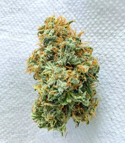 Glue Sherbert feminisierte Samen (AlphaFem Seeds)