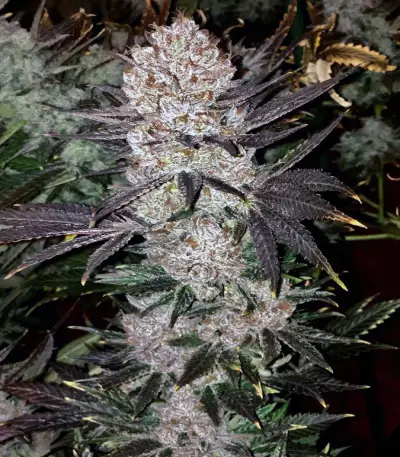 God's Glue (Ministry Of Cannabis) Cannabis-Samen