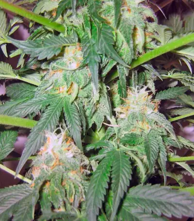Great White Shark (GHS) Cannabis-Samen