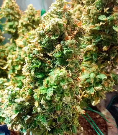 Green Crack Auto (Fast Buds) Cannabis-Samen