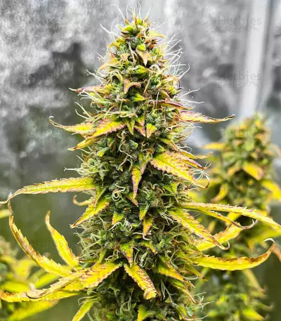 Kosher Kush 66 Autoflower feminisierte Samen (EGS)