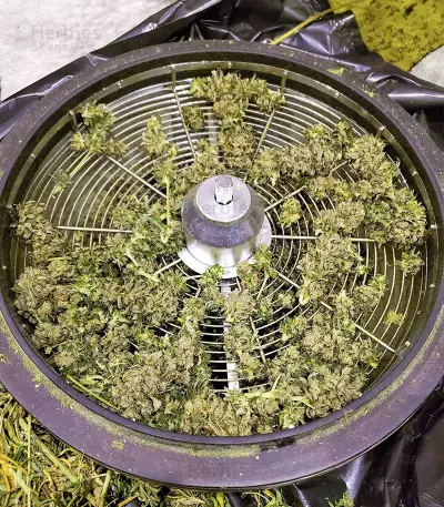 Kush 'N' Cookies CBD (Garden of Green Seeds) Cannabis-Samen