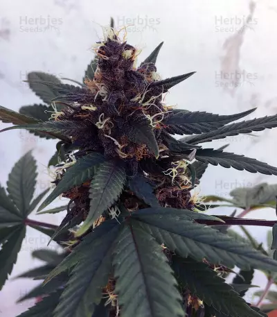 Purple Bud (White Label) Cannabis-Samen