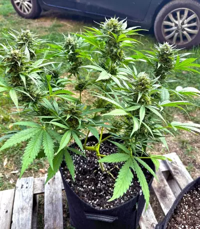 Purple Lemonade Fast Flowering feminisierte Samen (Fast Buds)
