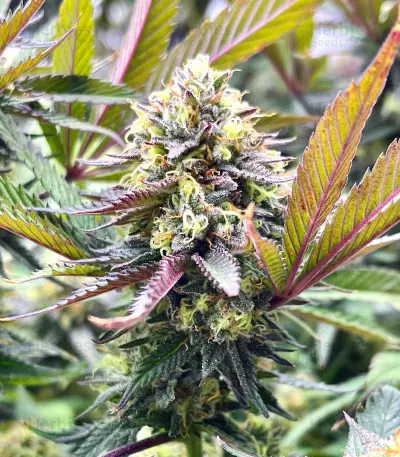 Purple Lemonade Fast Flowering feminisierte Samen (Fast Buds)