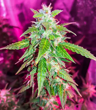 Quarter Pounder Autoflower feminisierte Samen (EGS)