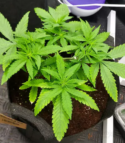 Red Hot Cookies feminisiertes Saatgut (Sweet Seeds)