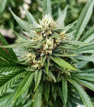Afghan Skunk (Expert Seeds) Cannabis-Samen