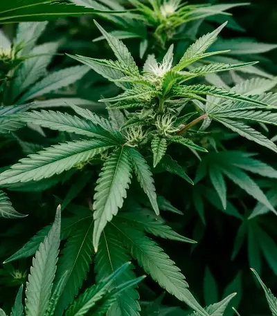 Bc Diesel (BlimBurn Seeds) Cannabis-Samen