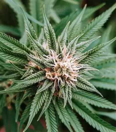 Blue Cheese (Expert Seeds) Cannabis-Samen