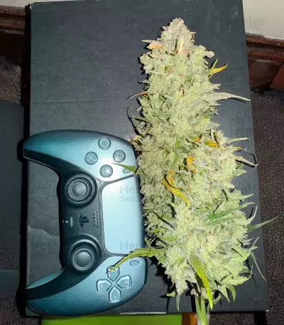 Bubble Gummy Auto feminisierte Samen (Ethos Genetics)