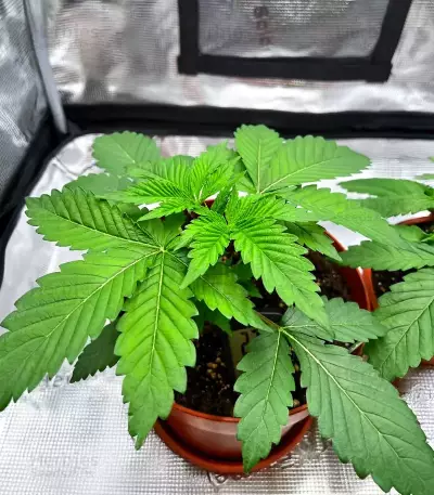 Cherry Poppers feminisierte Samen (Barney's Farm)