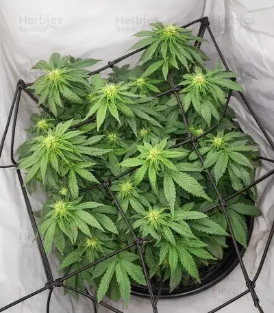 Colorene Kush (Cali Connection Seeds)