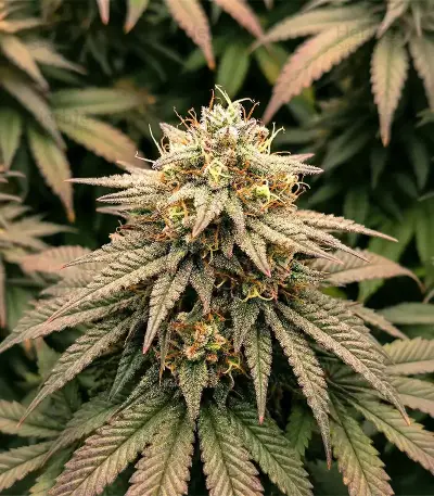 Colorene Kush (Cali Connection Seeds)