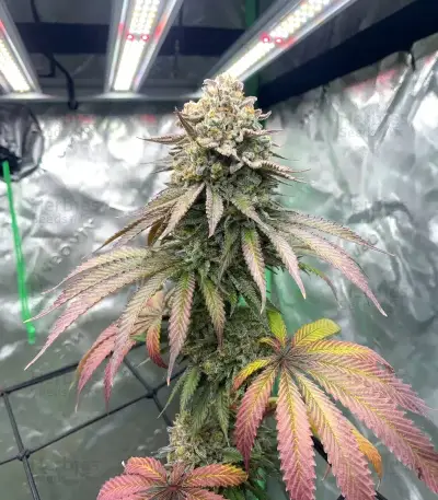 Cookies Gelato (Royal Queen Seeds)