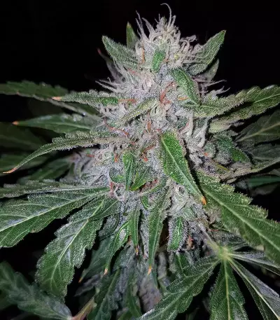 GG#4 Original Glue Auto (Original Sensible Seeds) Cannabis-Samen