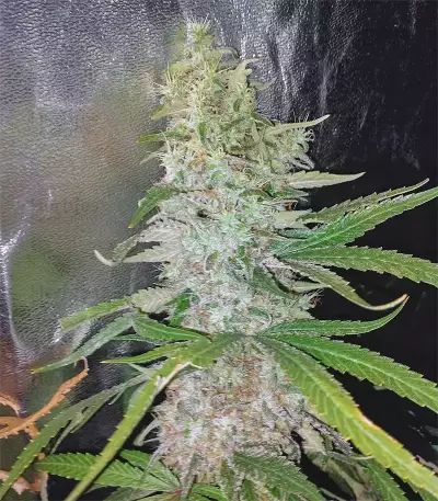 Girl Scout Cookies feminisierte Samen (Garden of Green)