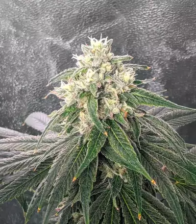 Humboldt Headband feminisierte Samen (Humboldt Seed Company)