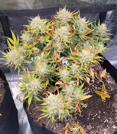 Original Auto Sour Diesel (Fast Buds) Cannabis-Samen