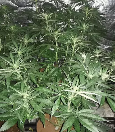 Shogun (RQS) Cannabis-Samen