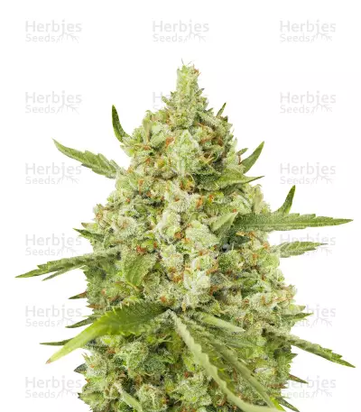 Super Lemon Haze (GHS)