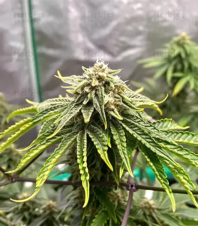 Sweet Critical CBD (00 Seeds)