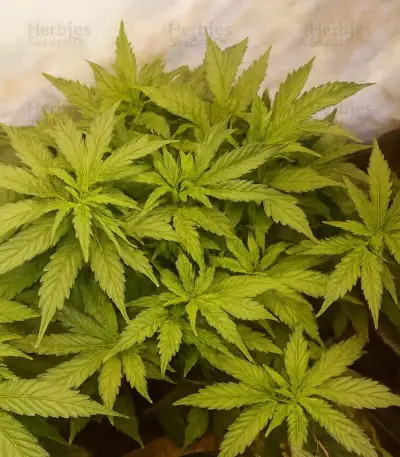 Trippy Sherbert Punch Auto (Big Head Seeds)