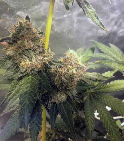 Sugar Breath (Humboldt Seeds Organization) Cannabis-Samen