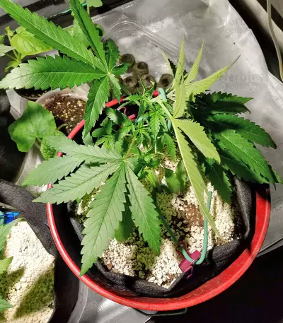 Violet Kush Auto (Garden of Green Seeds) Cannabis-Samen