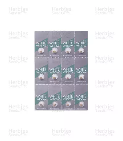 Auto White Widow (Pyramid Seeds) Cannabis-Samen