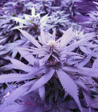 Psychofruit Auto (Cream of the Crop Seeds) Cannabis-Samen