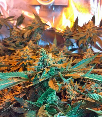 Lemon Skunk (GHS) Cannabis-Samen