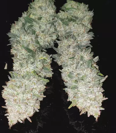 Original Auto AK (Fast Buds) Cannabis-Samen